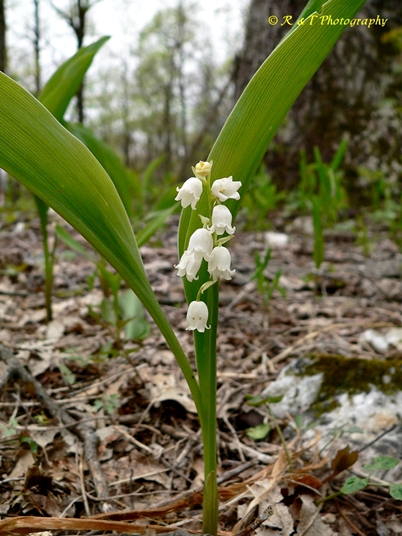 {Convallaria pseudomajalis}